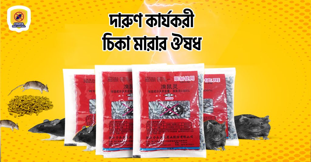 চিকা কি খায়? চিকা মারার পদ্ধতি কি? দারুণ কার্যকরী চিকা মারার ঔষধ