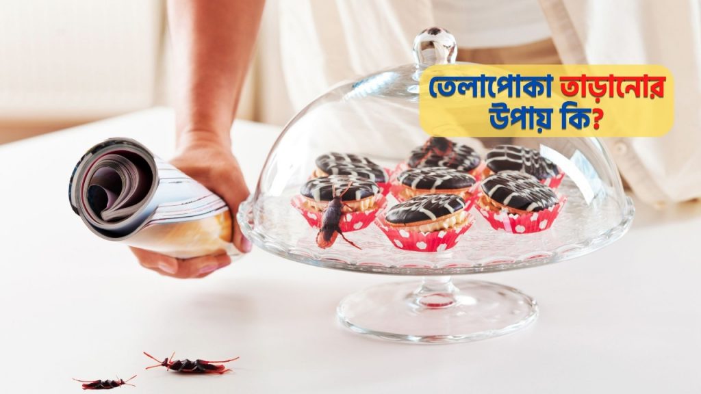 তেলাপোকা তাড়ানোর উপায়