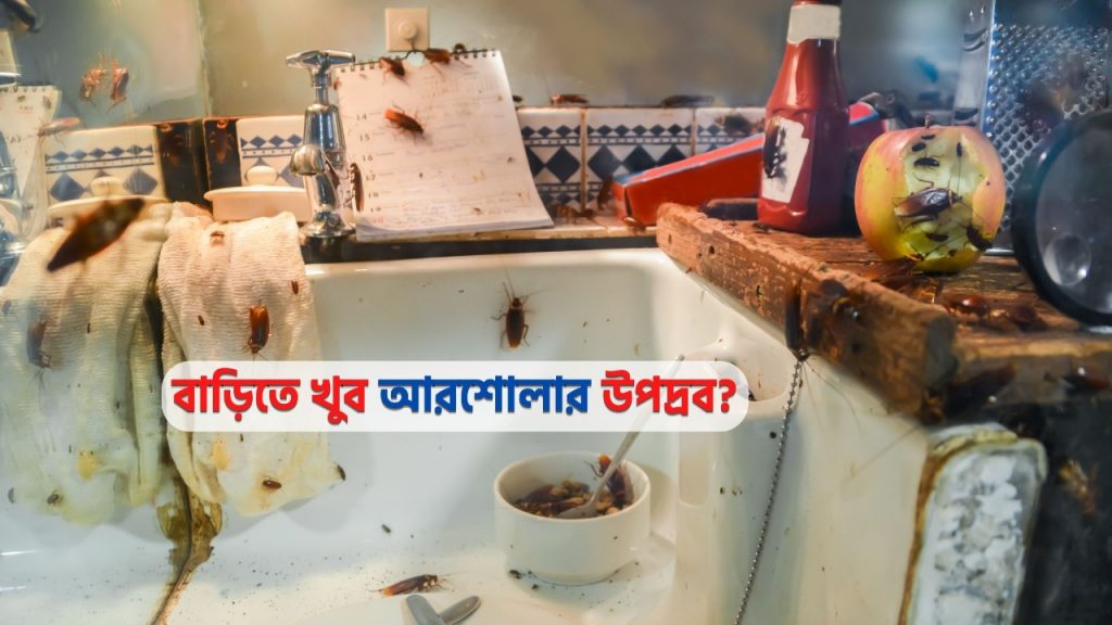 বাড়িতে আরশোলার উপদ্রব