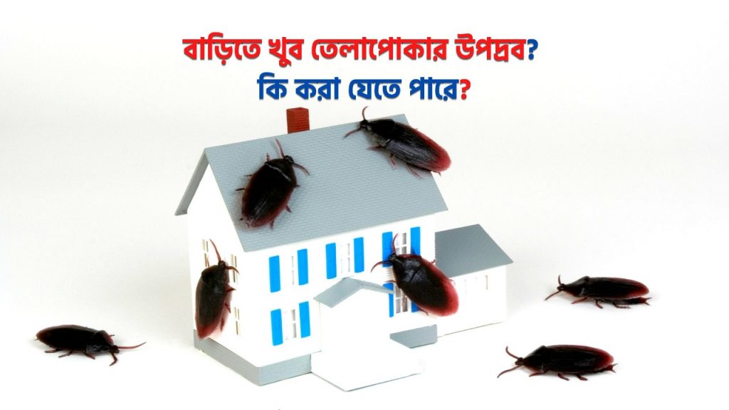 বাড়িতে খুব তেলাপোকার উপদ্রব? কি করা যেতে পারে