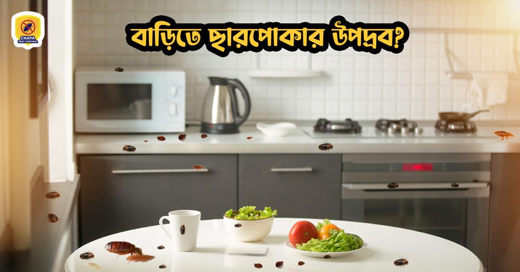 how do bed bugs spread