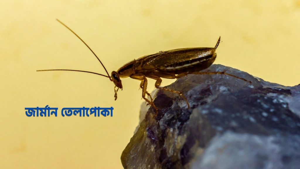 জার্মান তেলাপোকা তাড়ানোর উপায়