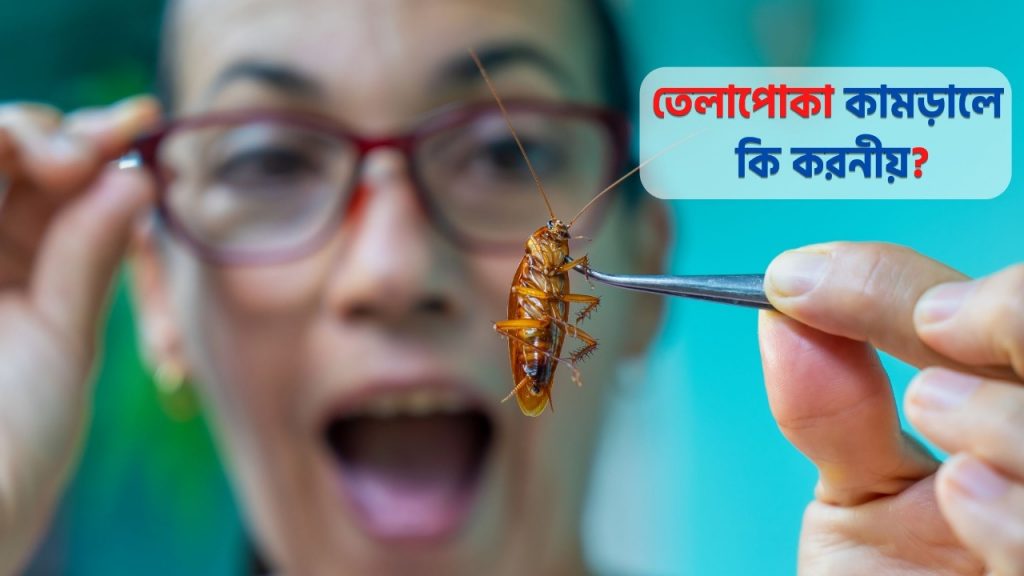 তেলাপোকা কামড়ালে কি করনীয়