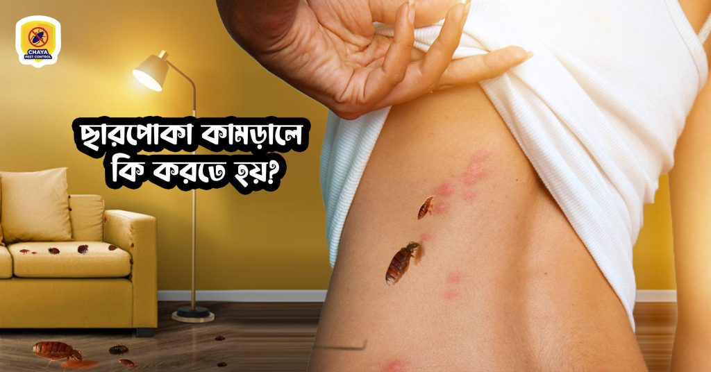 what happens when a bed bug bites