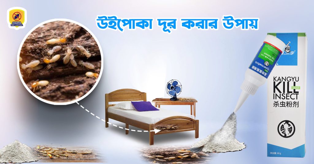 how to get rid of termites