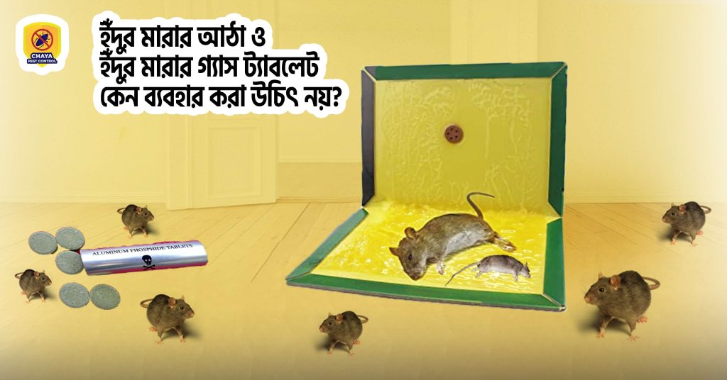 rat killing method, rat killing glue, rat killing tablet
