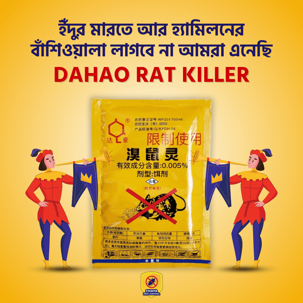 Rat (1)