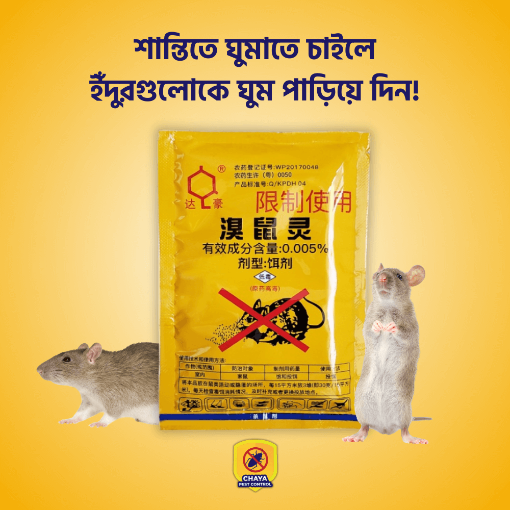 Rat (2)